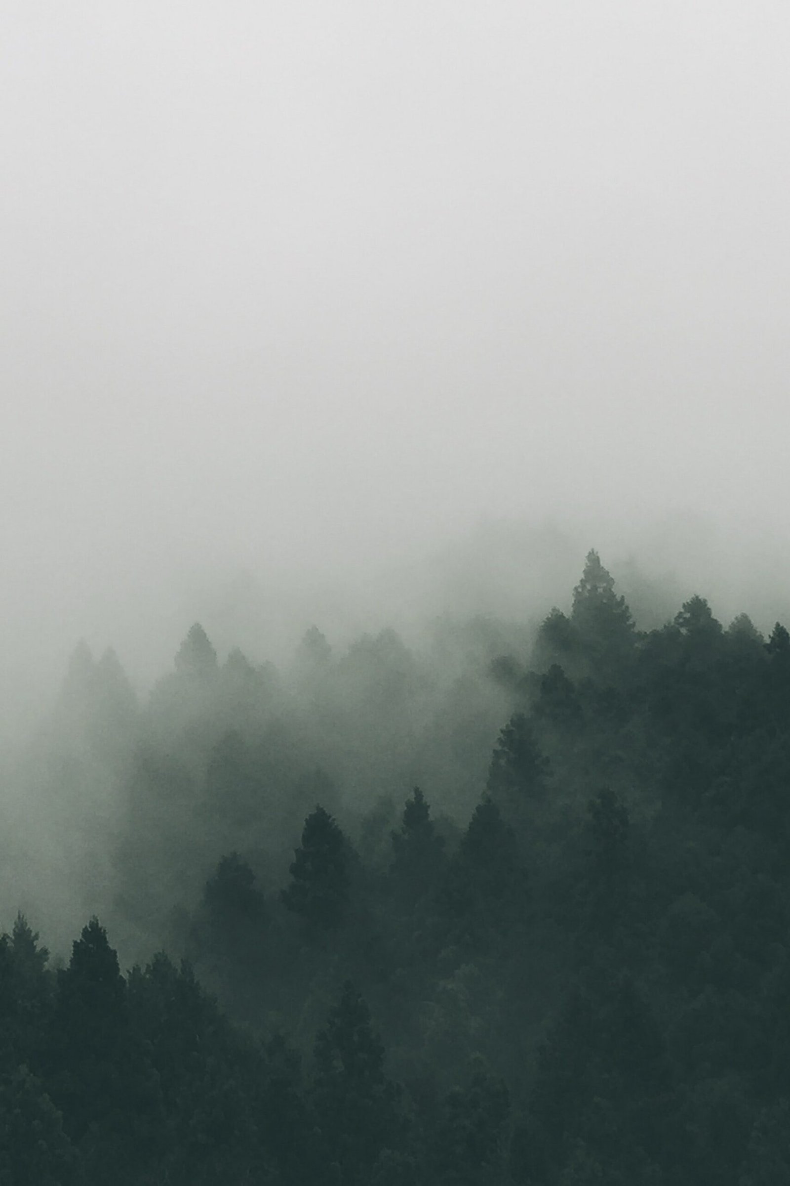 staffan-kjellvestad-y1qOT82fd8k-unsplash